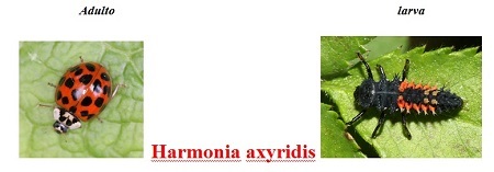 Harmonia axyridis