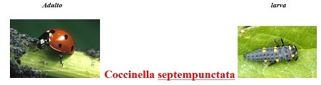coccinella septempuntata